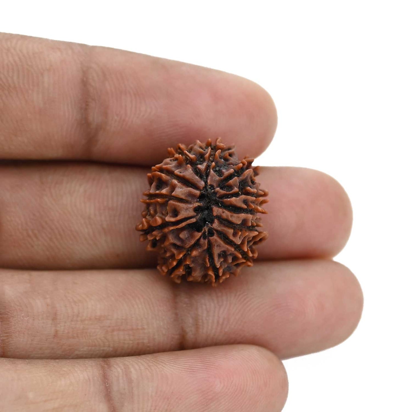 12 Mukhi Rudraksha (Nepal) 20.93 MM