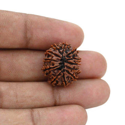 12 Mukhi Rudraksha (Nepal) 20.93 MM