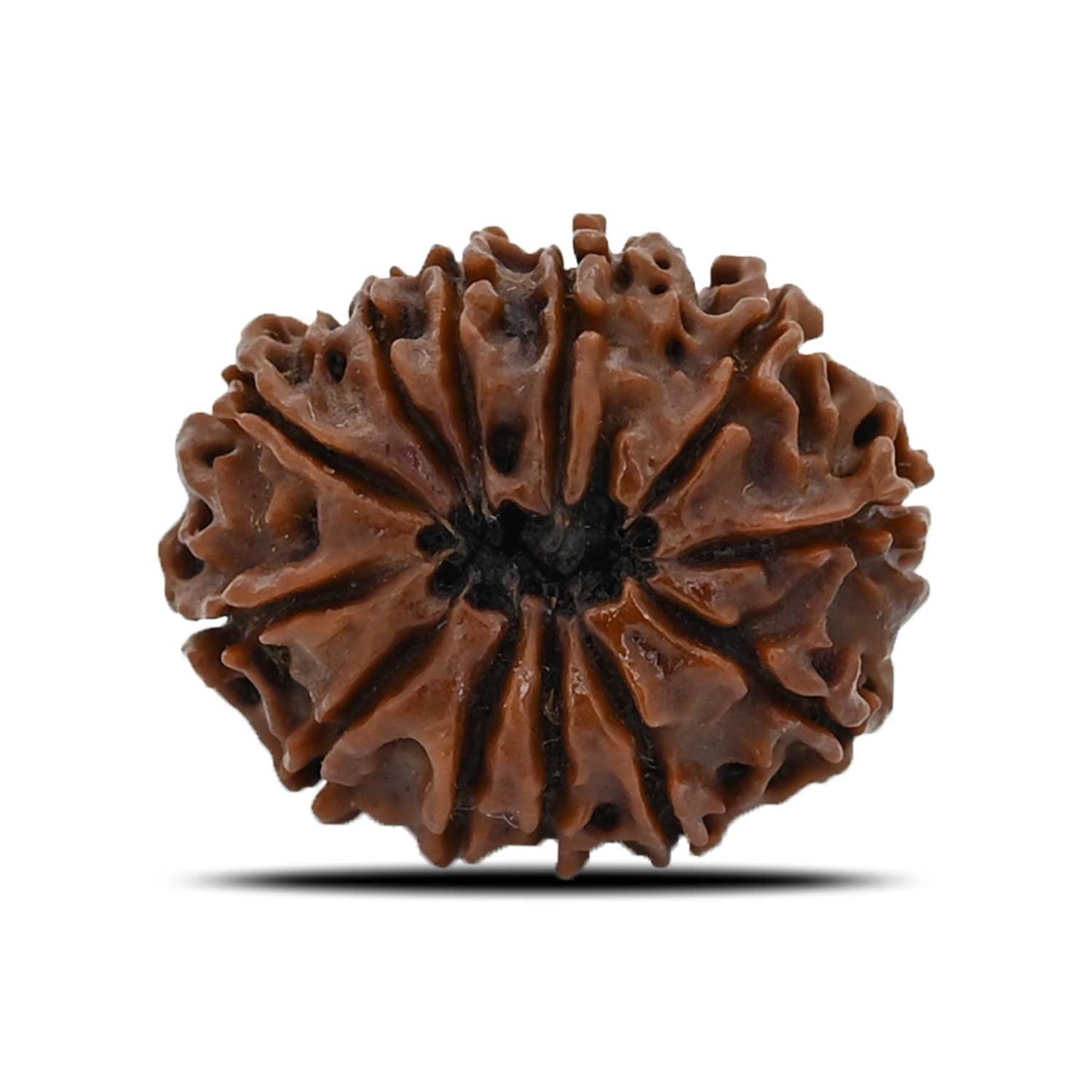 12 Mukhi Rudraksha (Nepal) 23.86 MM
