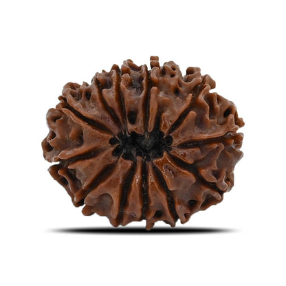 12 Mukhi Rudraksha (Nepal) 23.86 MM