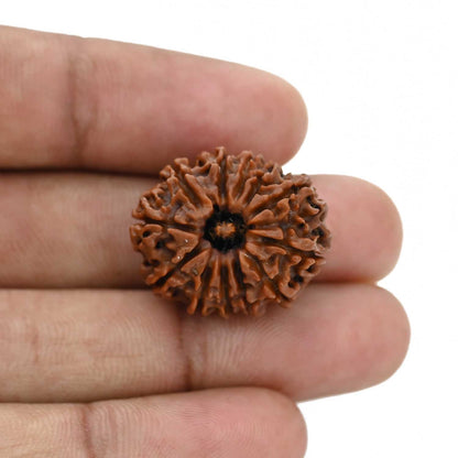 12 Mukhi Rudraksha (Nepal) 23.86 MM
