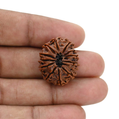 12 Mukhi Rudraksha (Nepal) 23.86 MM