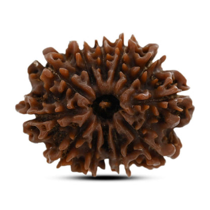 12 Mukhi Rudraksha (Nepal) 25.6 M.M.