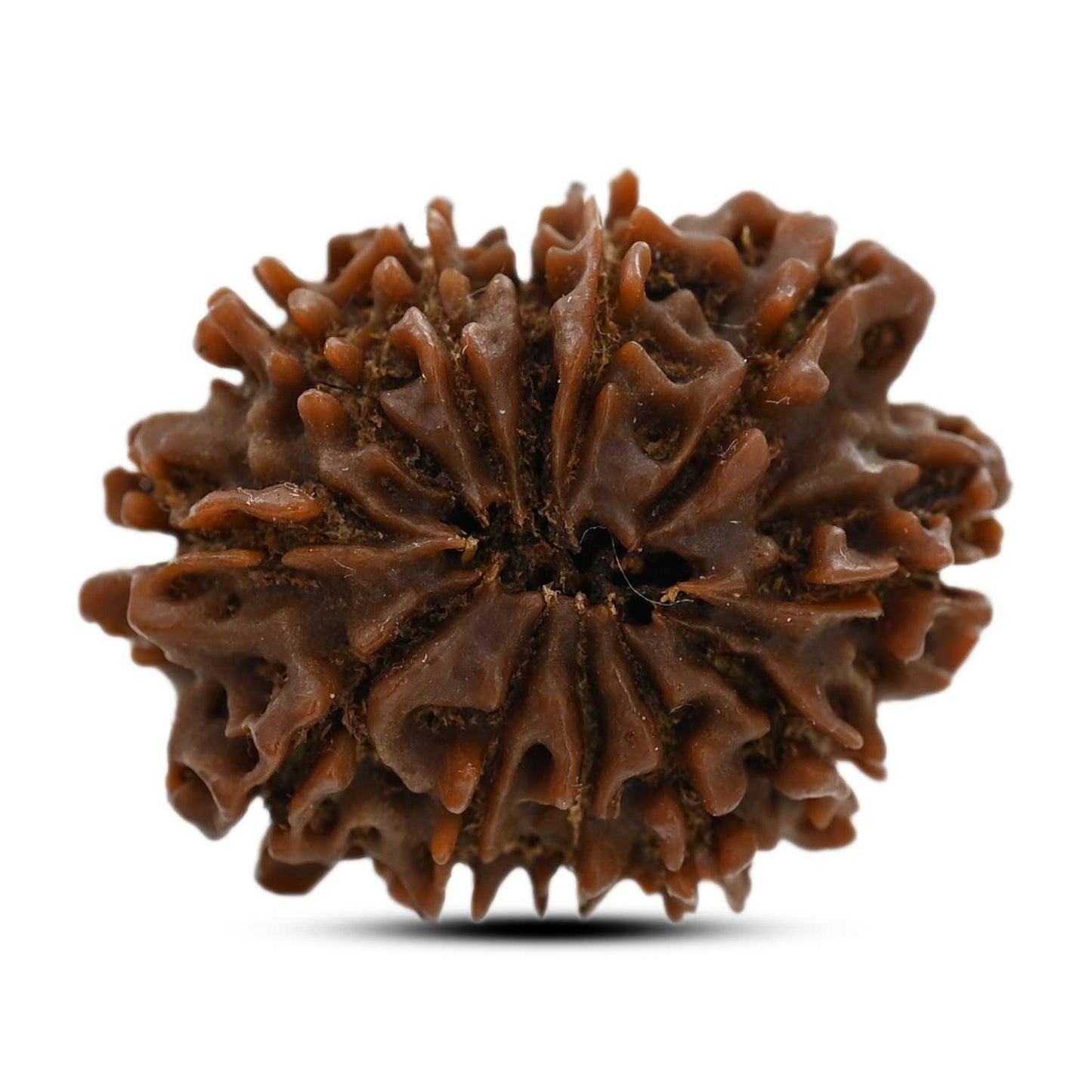 12 Mukhi Rudraksha (Nepal) 25.6 M.M.