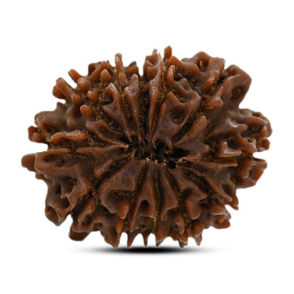 12 Mukhi Rudraksha (Nepal) 25.6 M.M.