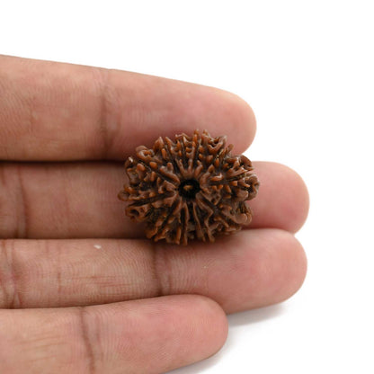 12 Mukhi Rudraksha (Nepal) 25.6 M.M.