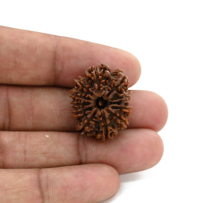 12 Mukhi Rudraksha (Nepal) 25.6 M.M.