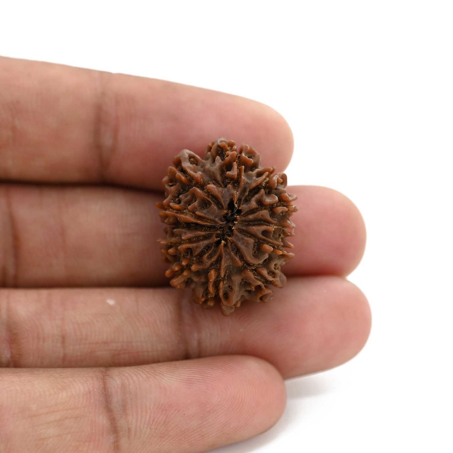 12 Mukhi Rudraksha (Nepal) 25.6 M.M.