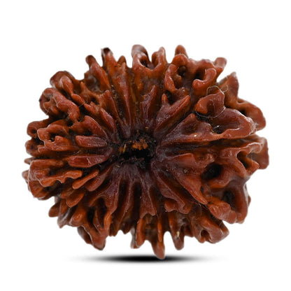 12 Mukhi Rudraksha (Nepal) 26.96 M.M.