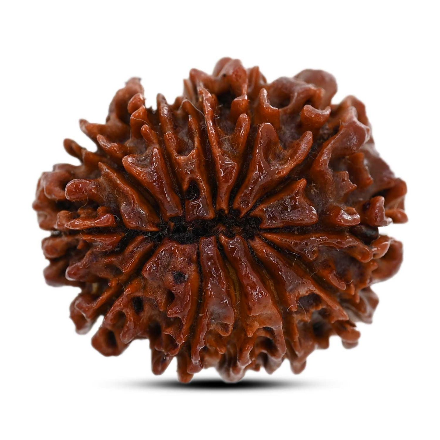 12 Mukhi Rudraksha (Nepal) 26.96 M.M.