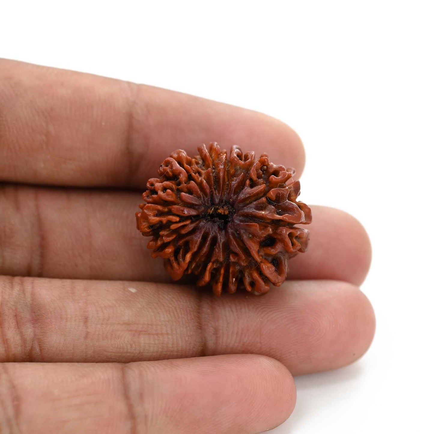 12 Mukhi Rudraksha (Nepal) 26.96 M.M.