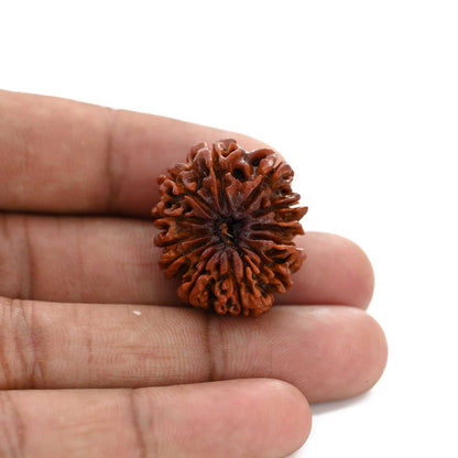 12 Mukhi Rudraksha (Nepal) 26.96 M.M.