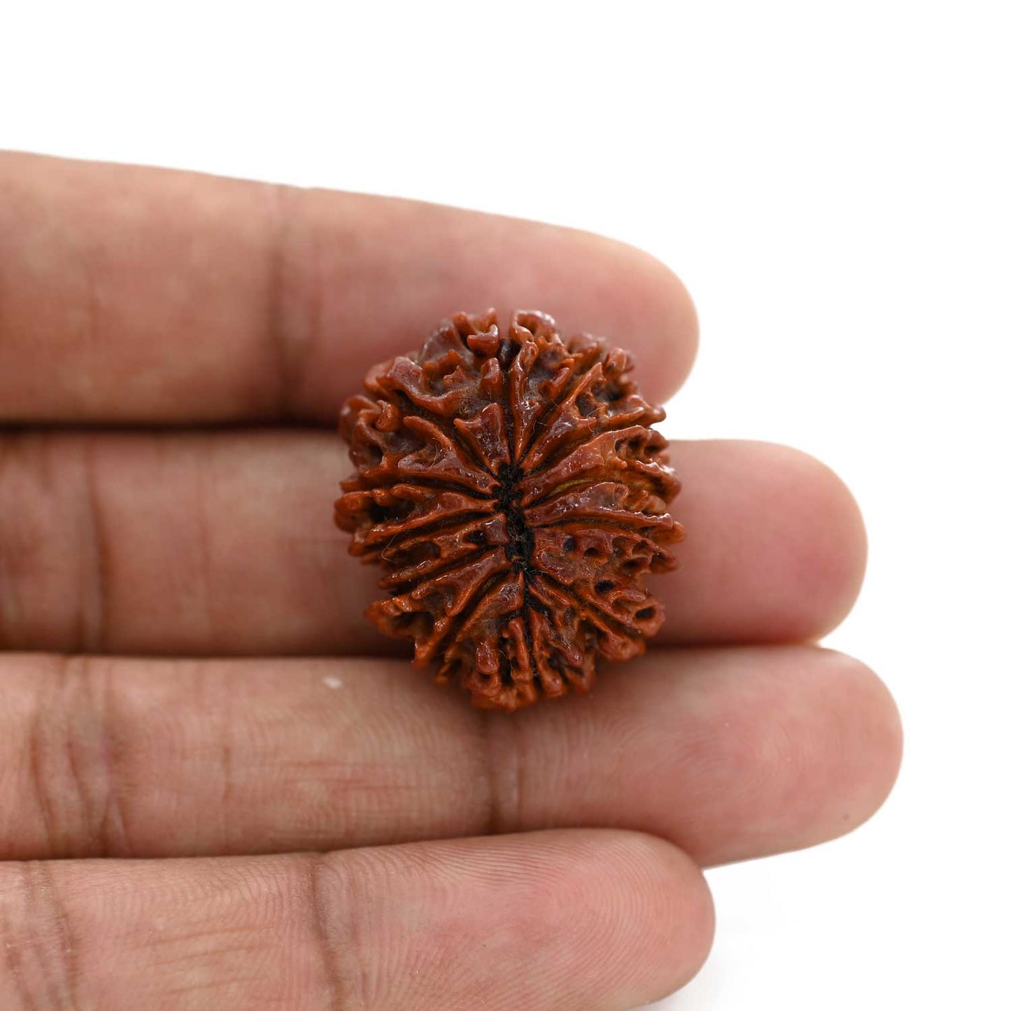 12 Mukhi Rudraksha (Nepal) 26.96 M.M.