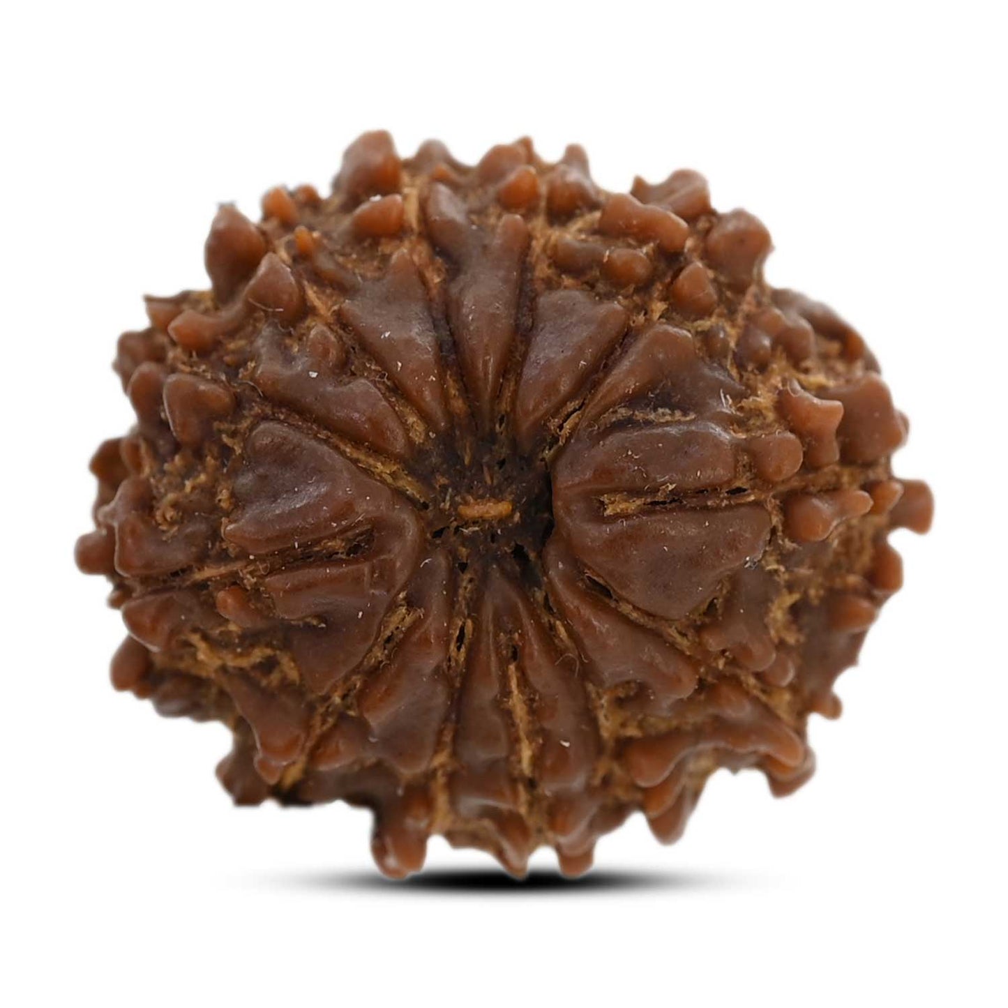 12 Mukhi Rudraksha (Nepal) 21.55 M.M.