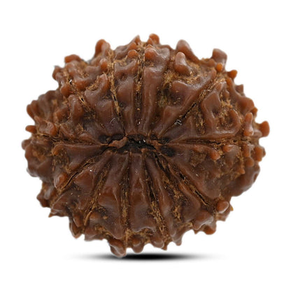 12 Mukhi Rudraksha (Nepal) 21.55 M.M.
