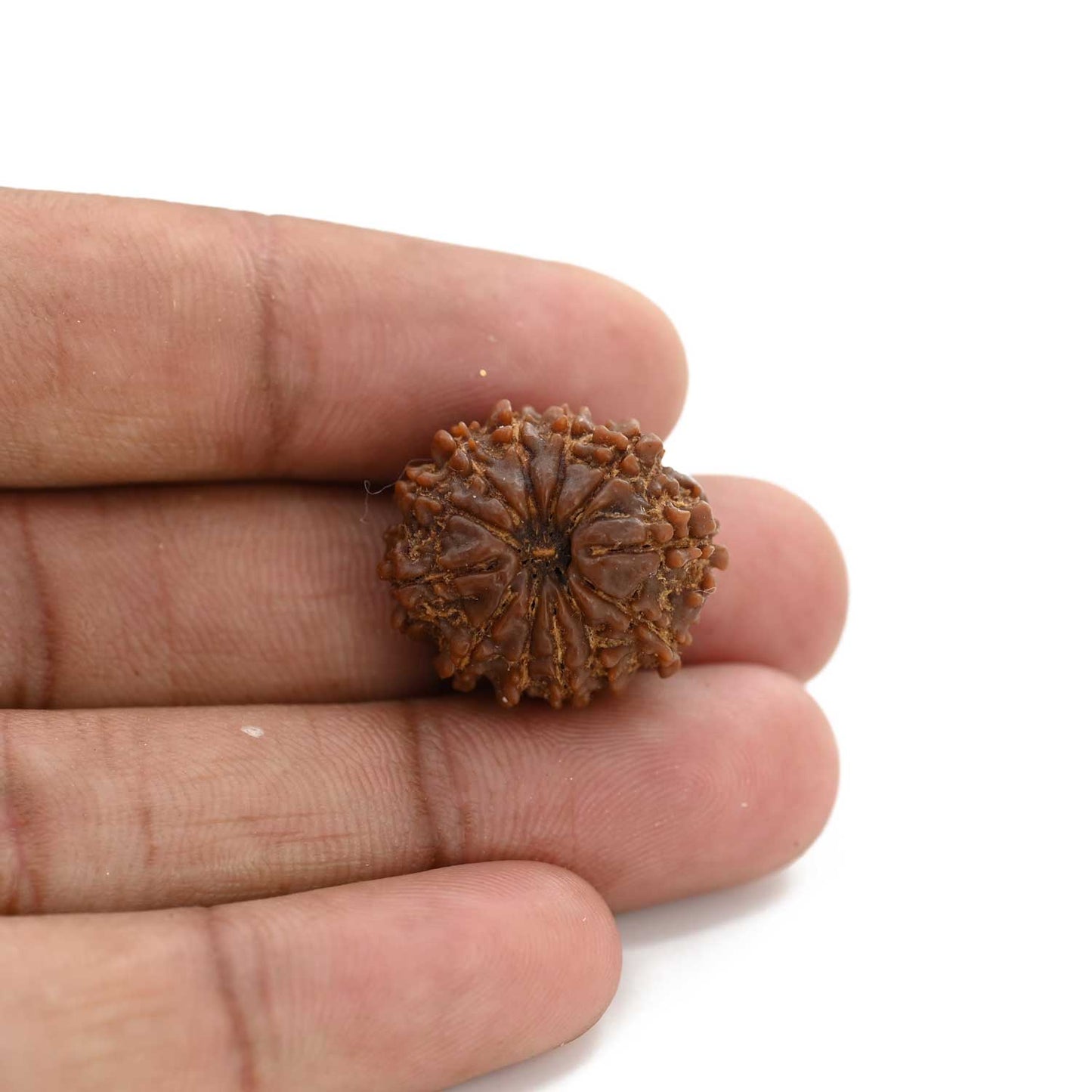 12 Mukhi Rudraksha (Nepal) 21.55 M.M.