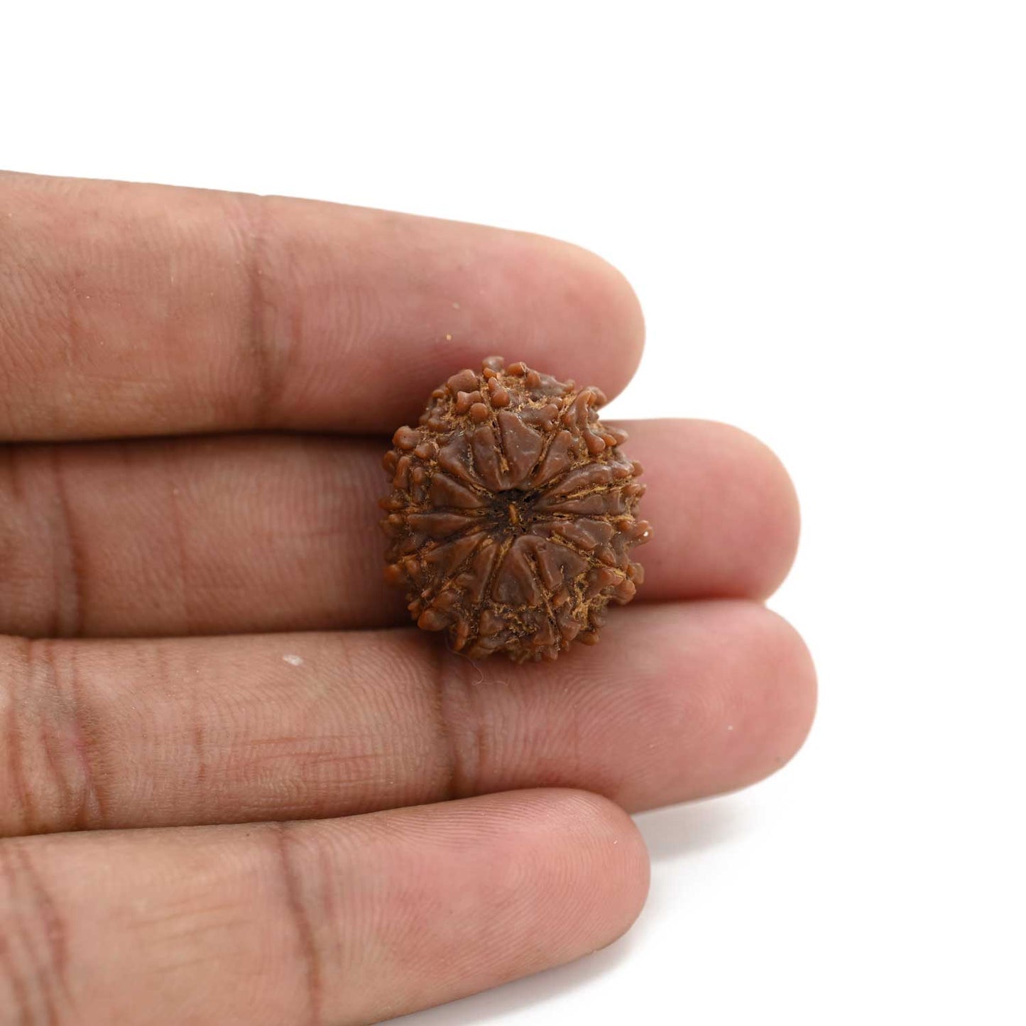 12 Mukhi Rudraksha (Nepal) 21.55 M.M.