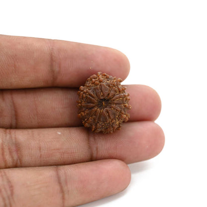 12 Mukhi Rudraksha (Nepal) 21.55 M.M.