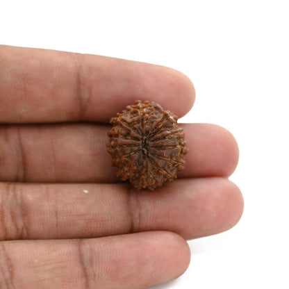 12 Mukhi Rudraksha (Nepal) 21.55 M.M.