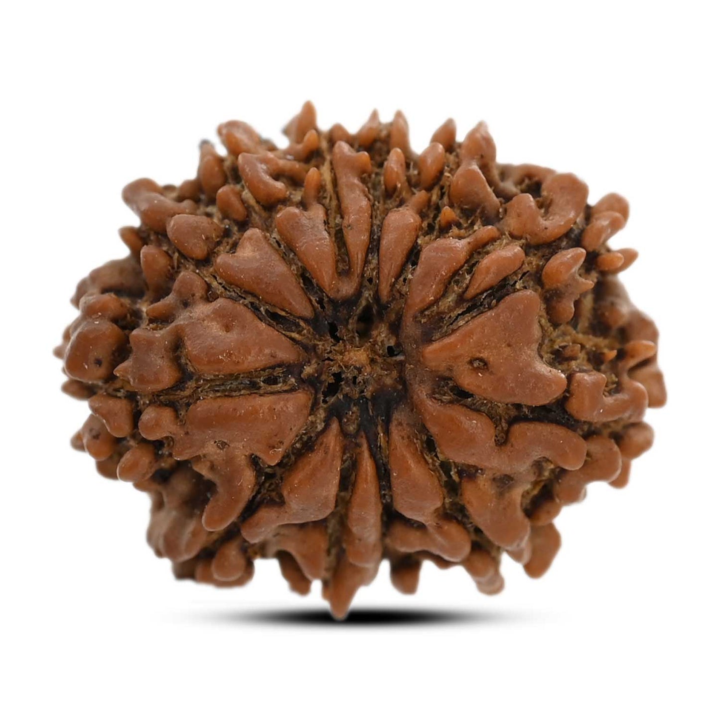12 Mukhi Rudraksha (Nepal) 24.32 M.M.