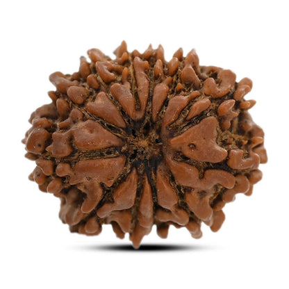 12 Mukhi Rudraksha (Nepal) 24.32 M.M.