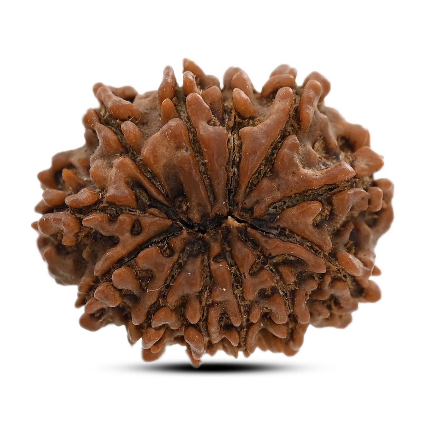 12 Mukhi Rudraksha (Nepal) 24.32 M.M.