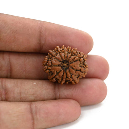 12 Mukhi Rudraksha (Nepal) 24.32 M.M.