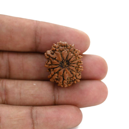 12 Mukhi Rudraksha (Nepal) 24.32 M.M.