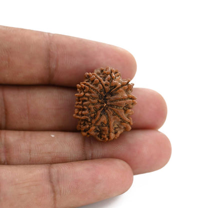 12 Mukhi Rudraksha (Nepal) 24.32 M.M.