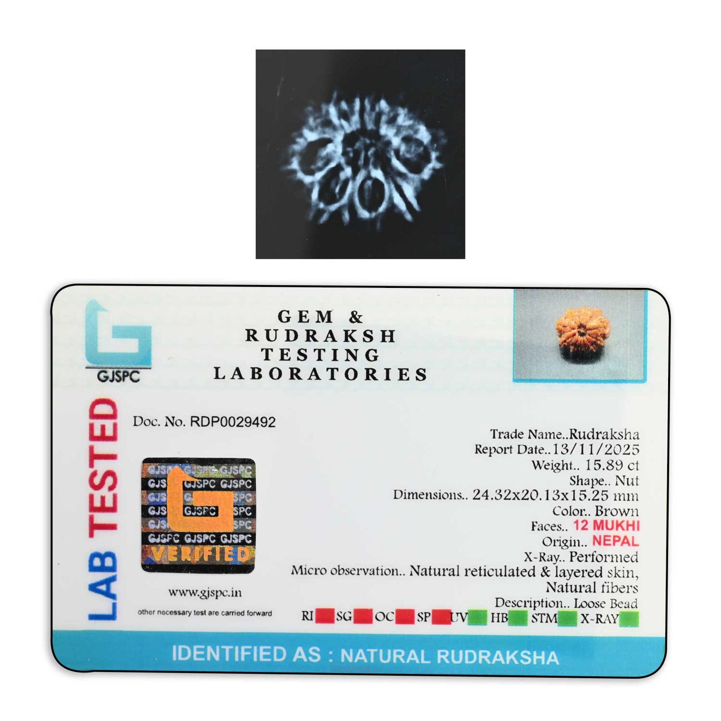 12 Mukhi Rudraksha (Nepal) 24.32 M.M.
