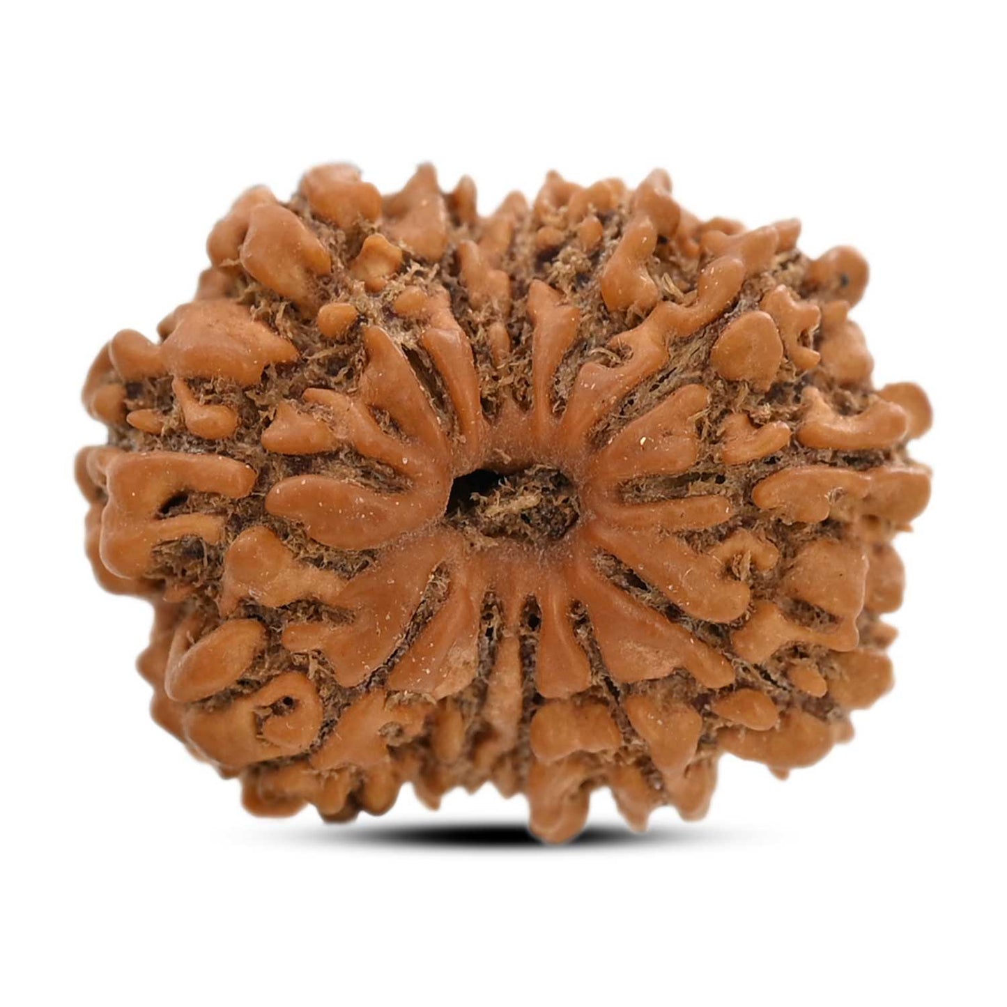 12 Mukhi Rudraksha (Nepal) 22.17 M.M.