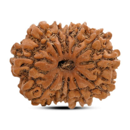 12 Mukhi Rudraksha (Nepal) 22.17 M.M.