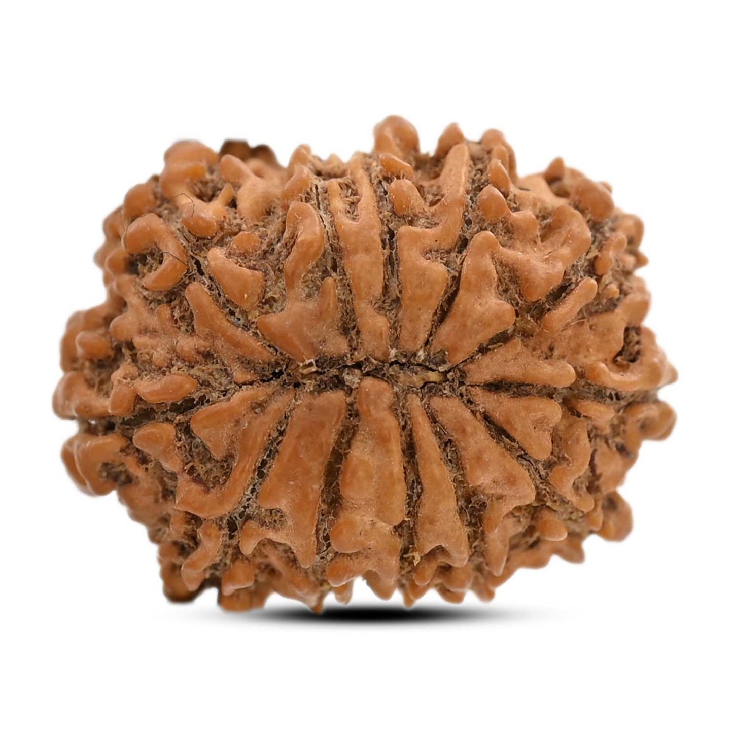 12 Mukhi Rudraksha (Nepal) 22.17 M.M.