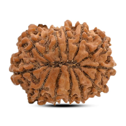 12 Mukhi Rudraksha (Nepal) 22.17 M.M.