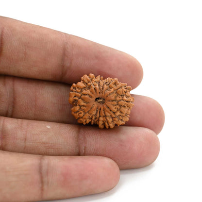 12 Mukhi Rudraksha (Nepal) 22.17 M.M.