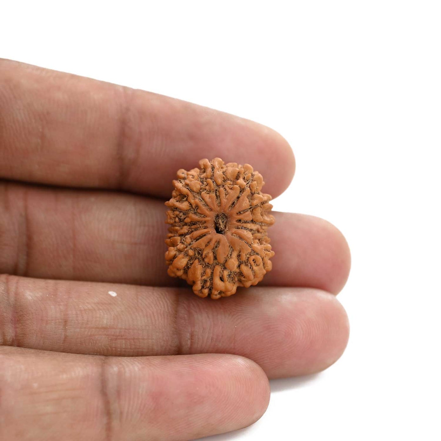 12 Mukhi Rudraksha (Nepal) 22.17 M.M.