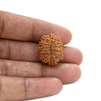 12 Mukhi Rudraksha (Nepal) 22.17 M.M.
