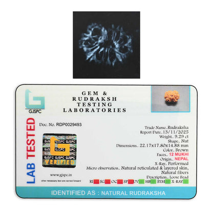 12 Mukhi Rudraksha (Nepal) 22.17 M.M.