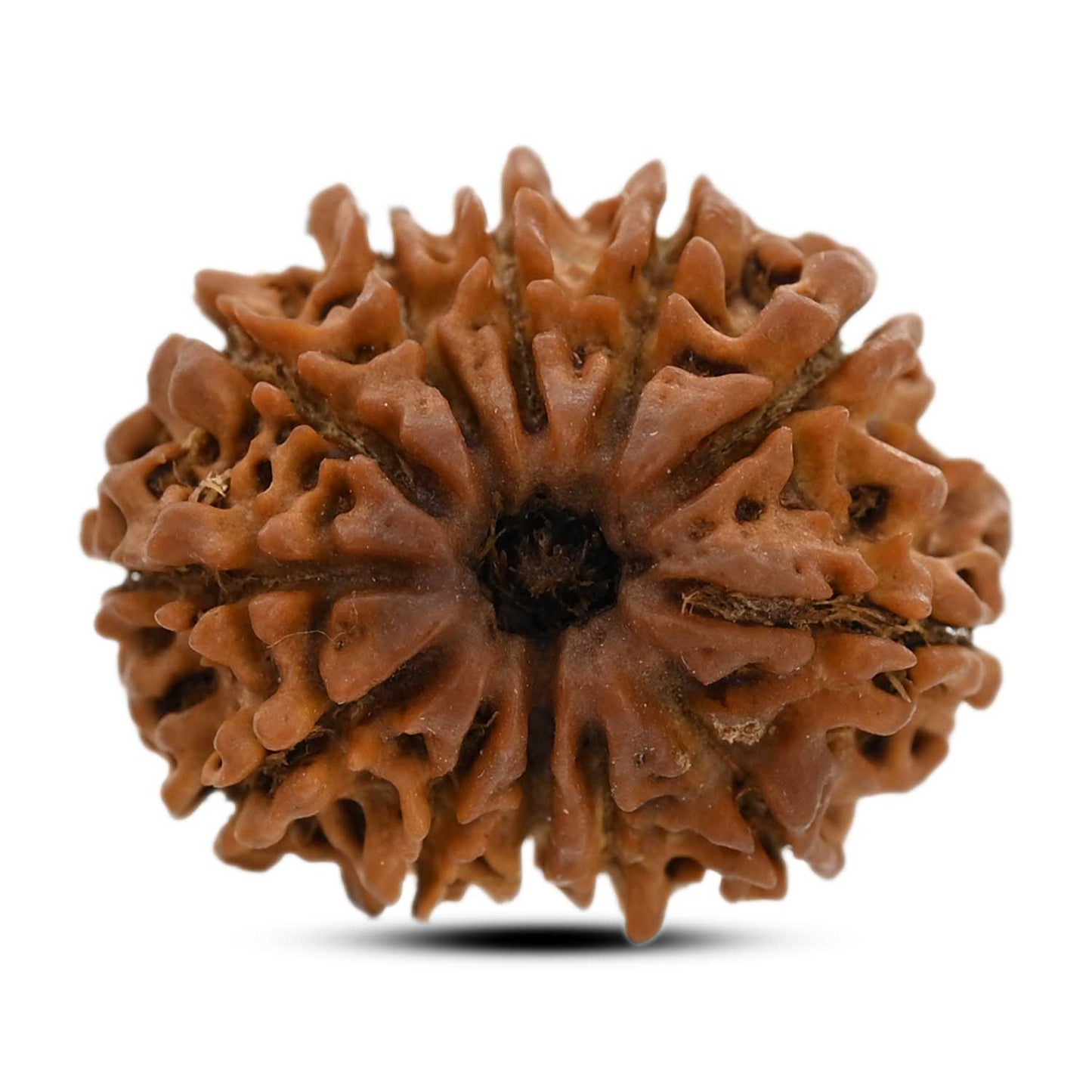 12 Mukhi Rudraksha (Nepal) 23.8 M.M.