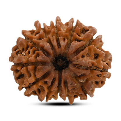 12 Mukhi Rudraksha (Nepal) 23.8 M.M.
