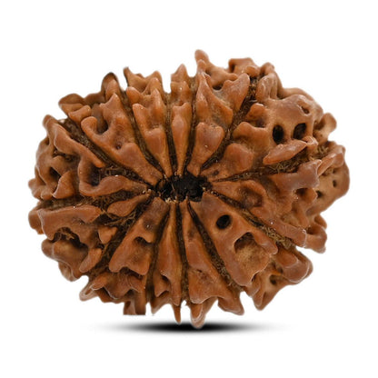 12 Mukhi Rudraksha (Nepal) 23.8 M.M.