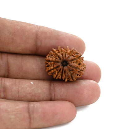 12 Mukhi Rudraksha (Nepal) 23.8 M.M.