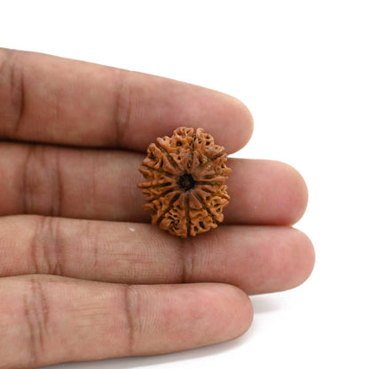 12 Mukhi Rudraksha (Nepal) 23.8 M.M.