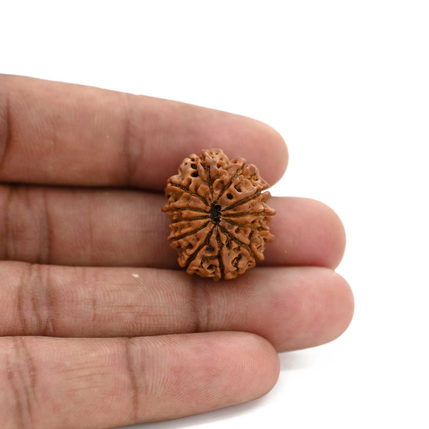 12 Mukhi Rudraksha (Nepal) 23.8 M.M.