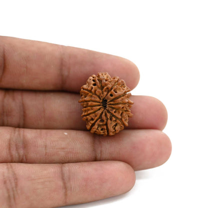 12 Mukhi Rudraksha (Nepal) 23.8 M.M.