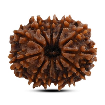 12 Mukhi Rudraksha (Nepal) 24.25 M.M.