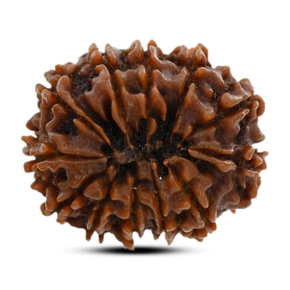 12 Mukhi Rudraksha (Nepal) 24.25 M.M.