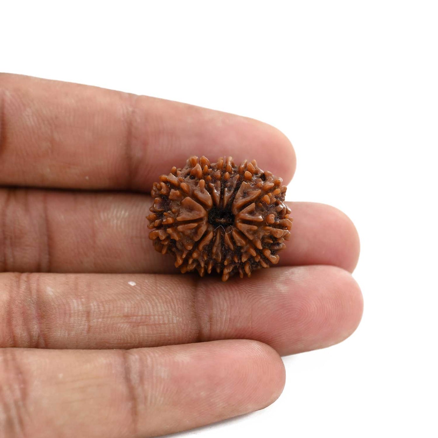 12 Mukhi Rudraksha (Nepal) 24.25 M.M.