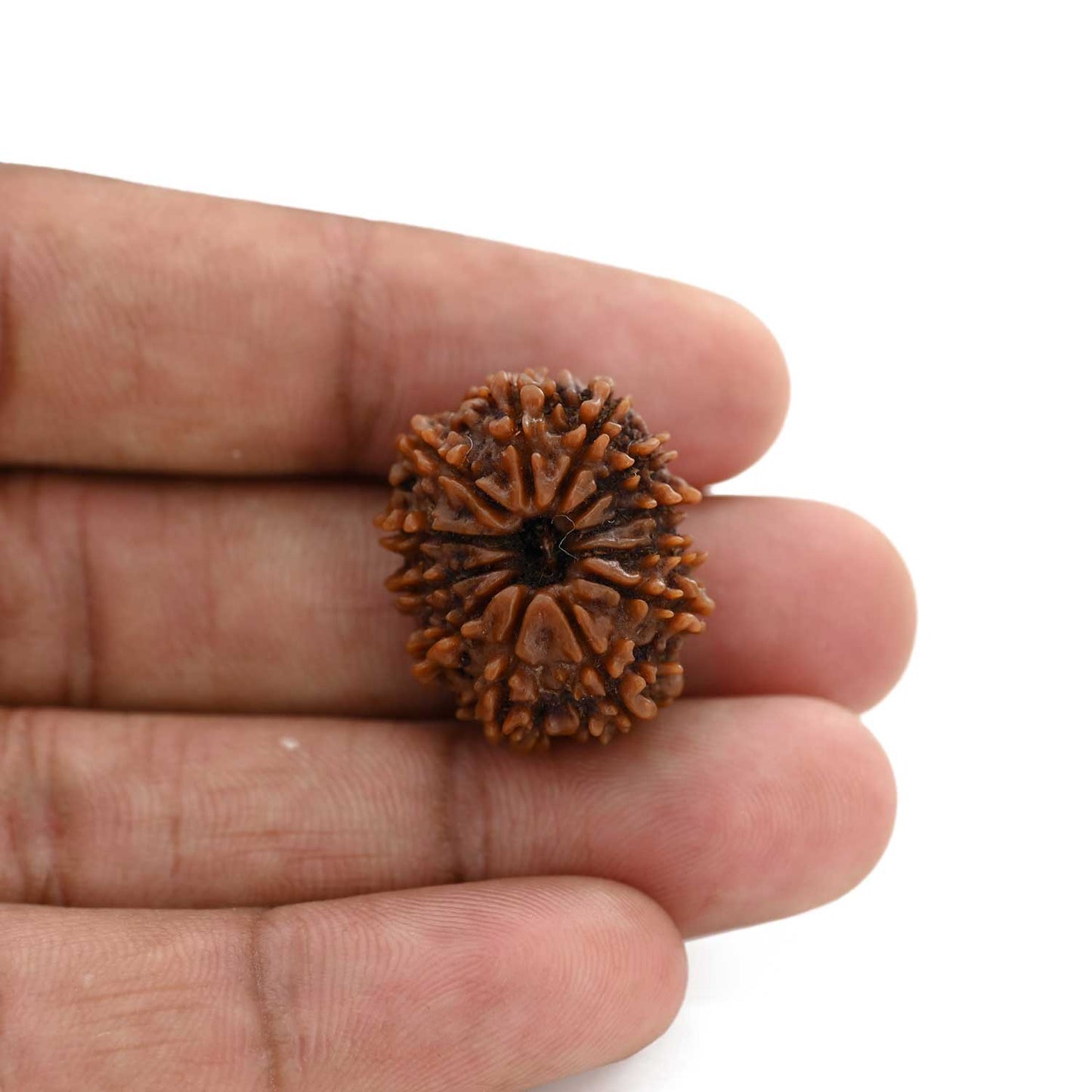 12 Mukhi Rudraksha (Nepal) 24.25 M.M.