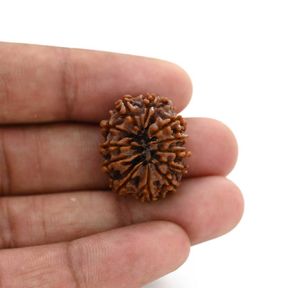 12 Mukhi Rudraksha (Nepal) 24.25 M.M.